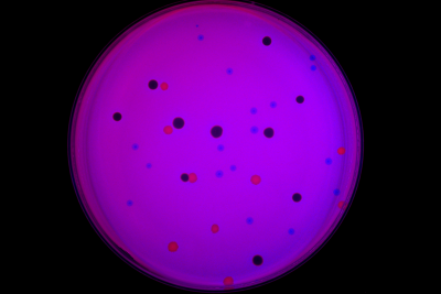 caption: A phage DisCo plate showing plasmid dependent phages (black plaques), Salmonella phages (blue plaques) and Pseudomonas phages (red plaques). caption: A phage DisCo plate showing plasmid dependent phages (black plaques), Salmonella phages (blue plaques) and Pseudomonas phages (red plaques).
