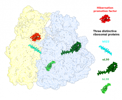 Structure of the ribosome from Lyme disease-causing bacteria, Borrelia burgdorferi, with three distinctive ribosomal proteins (Sharma et al., 2023)