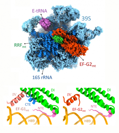 Structure of the human mitochondrial ribosome recycling complex (Koripella et al., 2021)