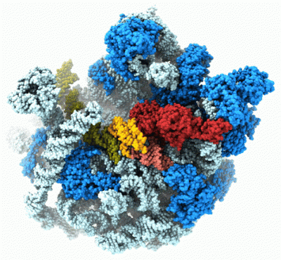 HflX (red) disrupts key 23S rRNA helices (green, orange, maroon) within the 50S ribosome (blue hues) to drive drug resistance in mycobacteria (Majumdar et al., 2025).