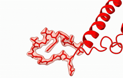 HflX (red) reshapes itself to interact with ribosome-bound erythromycin (yellow) in mycobacteria (Majumdar et al., 2025).