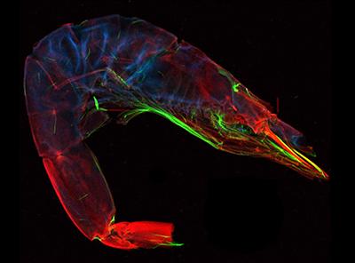 Elemental image of a dried baby shrimp obtained by micro X-ray fluorescence at the Cornell High Energy Synchrotron Source (CHESS): blue = arsenic; red = calcium and green = bromide. (Guimarães et al., J Anal At Spectr, 2018). Elemental image of a dried baby shrimp obtained by micro X-ray fluorescence at the Cornell High Energy Synchrotron Source (CHESS