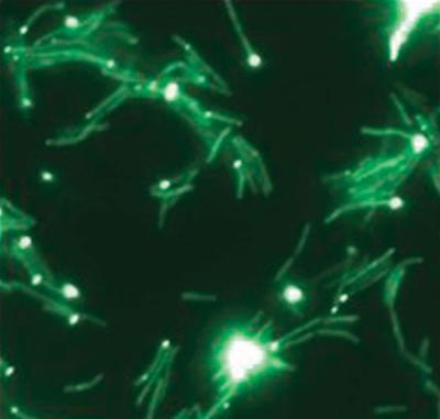 The Esx-1 secretion apparatus is localized to the cell poles of M. smegmatis. When Esx-1 structural proteins from either M. tuberculosis or M. smegmatis are fused to the yellow fluorescent protein, and cells visualized by fluorescence microscopy, the proteins are localized to a cell pole. Thus, the Esx-1 structural apparatus has a unique cellular location. M. smegmatis ESX-1 proteins fused to the yellow fluorescent protein are seen as distinct foci localized to the cell pole.