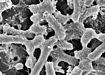 Scanning electron micrographs of Salmonella treated with a neutralizing antibodies Sal4. Bacteria treated with Sal4.