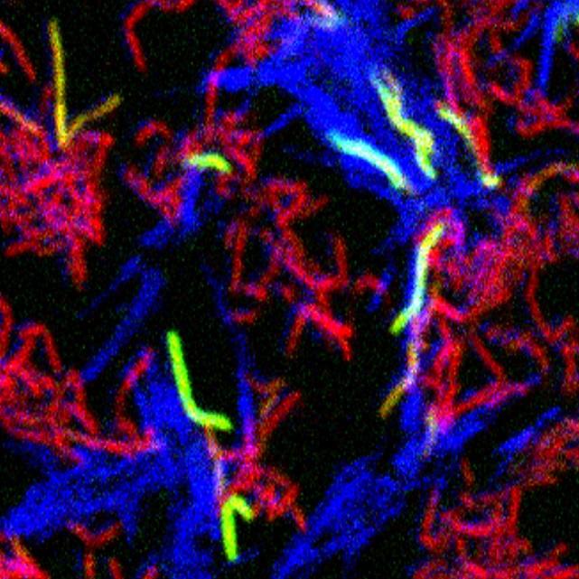 Red and blue cells are non-kin. When they contact each other, red cells turn on a green gene, indicating DCT is in progress. www.pnas.org/cgi/doi/10.1073/pnas.1804227115 Red and blue cells are non-kin. When they contact each other, red cells turn on a green gene, indicating DCT is in progress. www.pnas.org/cgi/doi/10.1073/pnas.1804227115