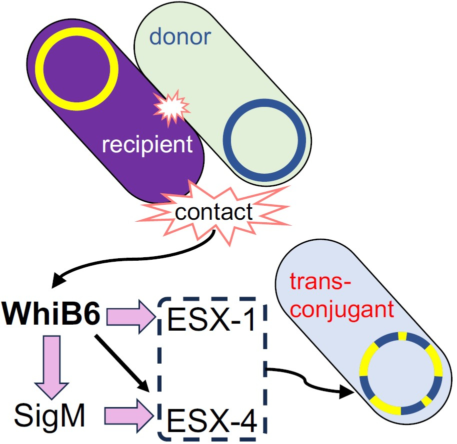 WhiB6 activated by donor cell contact 