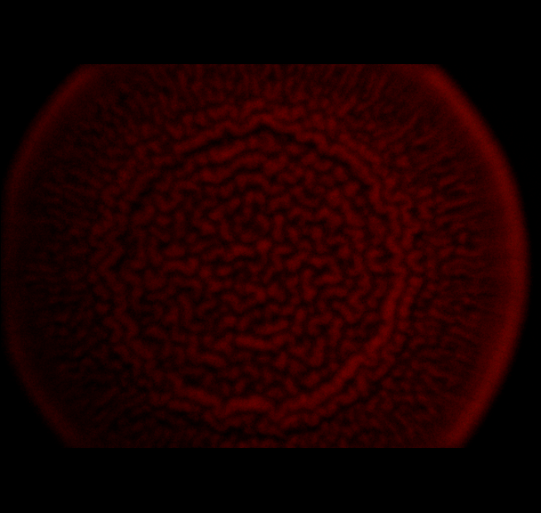 biofilm