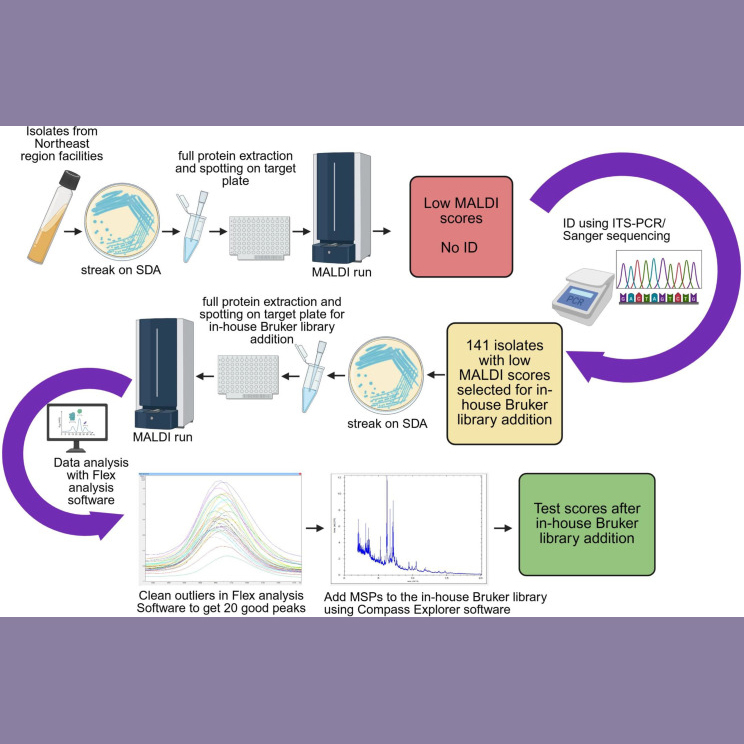 Flowchart of library addition of rare yeasts. A flowchart illustrating the entire process of creation of an in-house Bruker library of rare yeasts. The schematic was created with BioRender.com. SDA, Sabouraud dextrose agar.