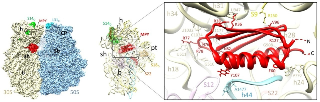 Bacterial Ribosome Agrawal Lab