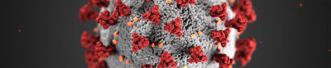 ultrastructural morphology exhibited by coronaviruses ultrastructural morphology exhibited by coronaviruses
