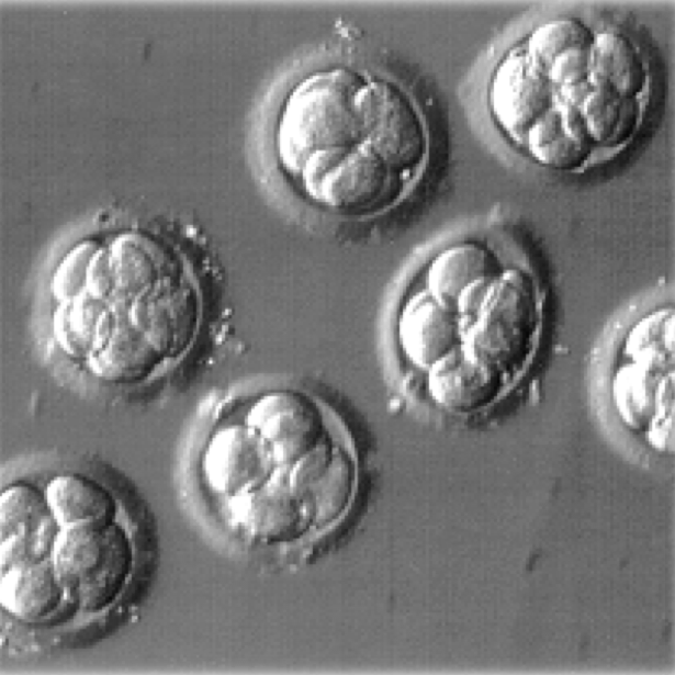 8-cell (embryonic day 2.5) mouse embryos 8-cell (embryonic day 2.5) mouse embryos
