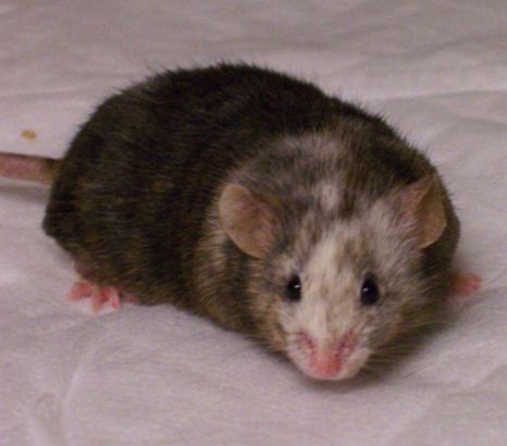 Chimeric knockout founder mouse Chimeric knockout founder mouse