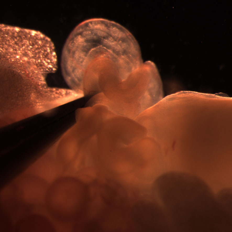 mouse oviduct harboring recently fertilized eggs mouse oviduct harboring recently fertilized eggs