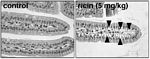 Oral ingestion of ricin toxin causes damage to the intestinal epithelium.